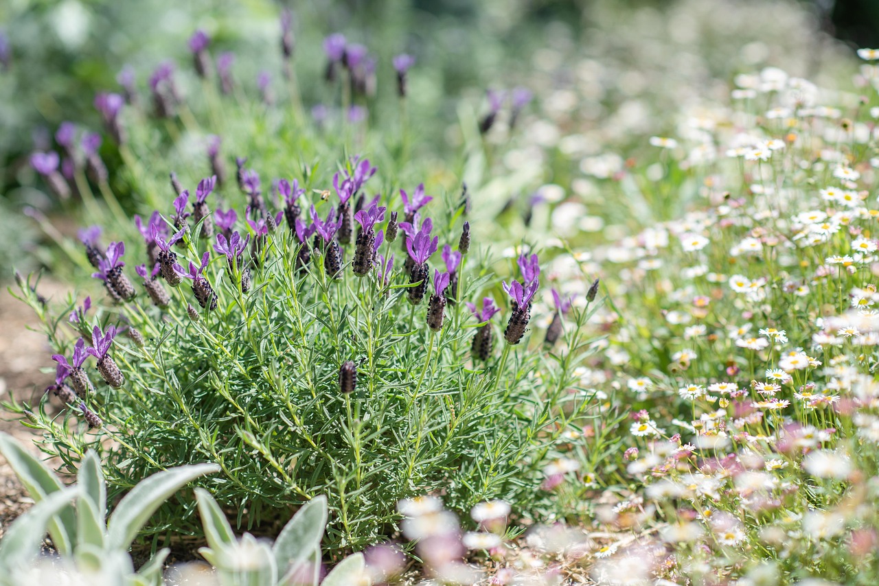 Piante in fiore con colori vivaci in un giardino soleggiato.