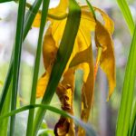 Piante appassite in un vaso, simbolo di cura inadeguata e gesti quotidiani dannosi.