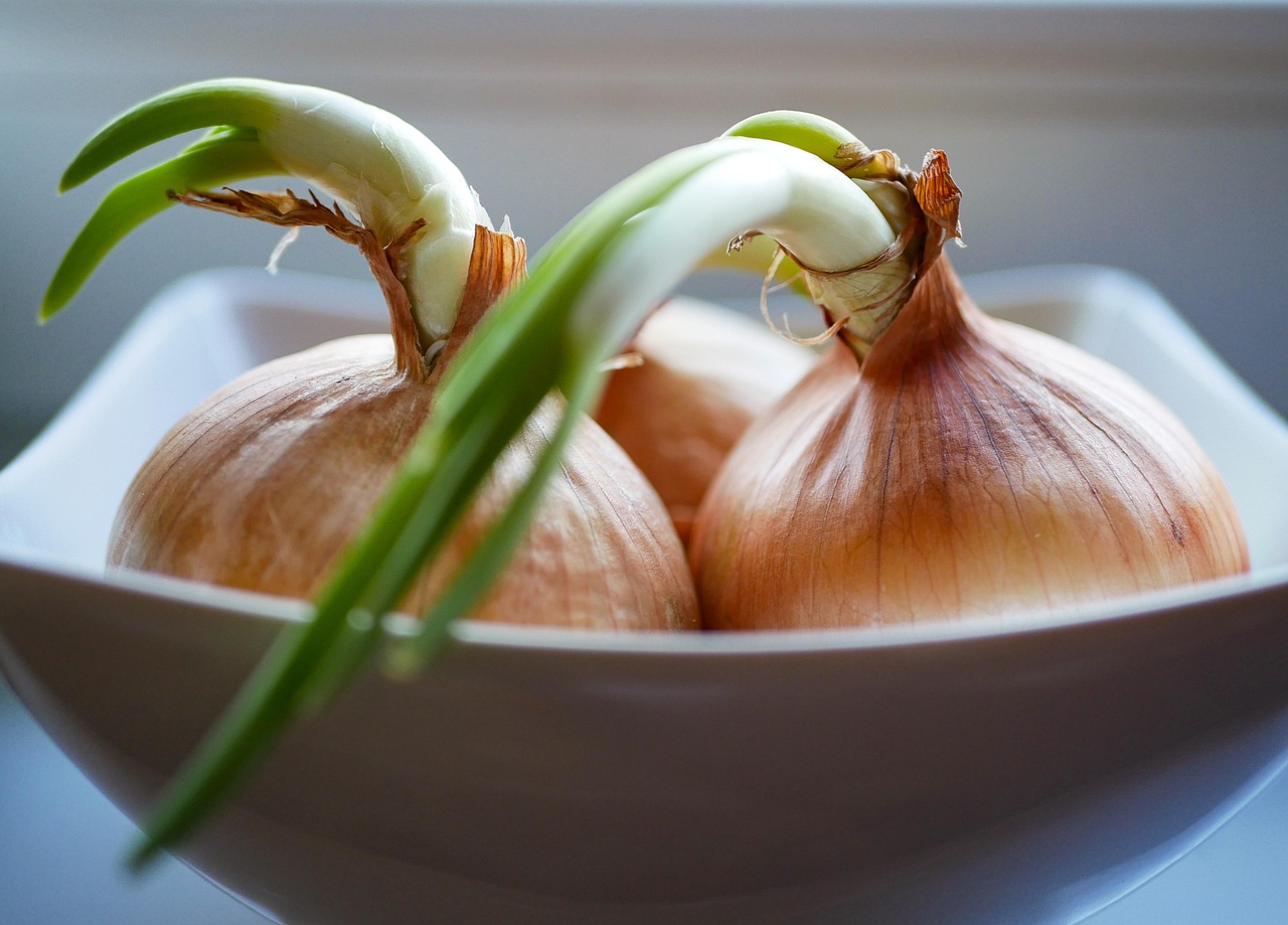 Cipolla vecchia con germogli, pronta per essere messa in acqua e utilizzata in insalata.