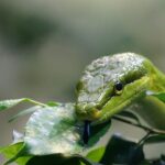 Giardino con piante repellenti per serpenti, secondo i consigli dei botanici.