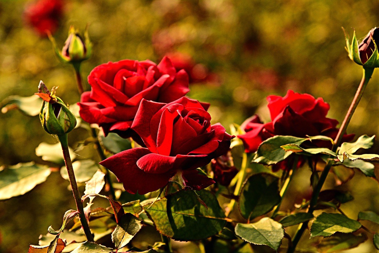 Rosa con macchie nere sulle foglie, evidenziando il problema da risolvere con rimedi naturali.